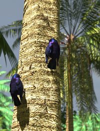 Jamacian Blackbirds.jpg