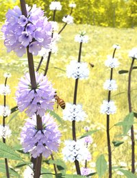black sage colors.jpg