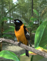 Venezuelan Troupial.jpg