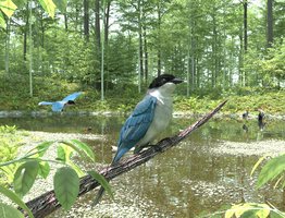 azure-winged magpie.jpg