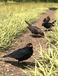 Eurasian Blackbirds.jpg