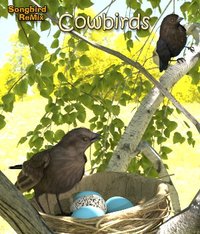 SBRM_Cowbirds_Thumb2.jpg