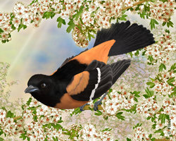 Peaceful Blossoms.jpg