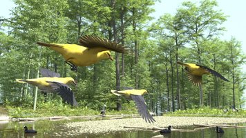 Eurasian Golden Orioles.jpg
