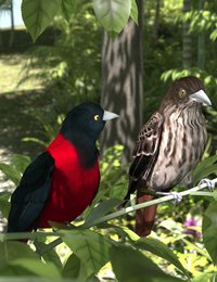 Maroon Orioles.jpg