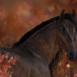 Autumn Horse By Elle Arden