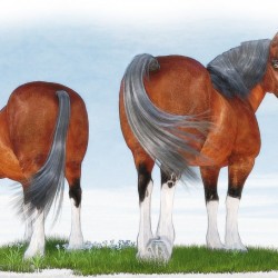 Draft Horses By Tparo