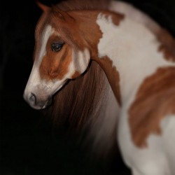 Horse Portrait By Carola