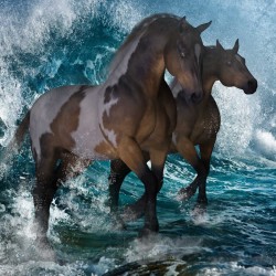 Waterhorse By Aqua1955