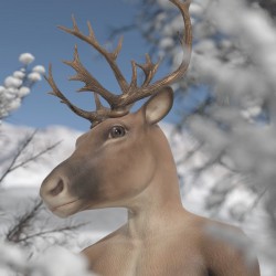 Reindeer 01