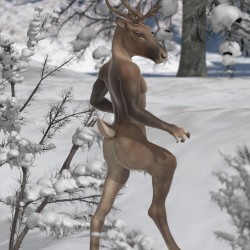 Reindeer 03