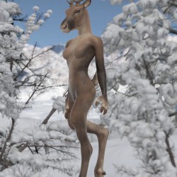 Reindeer 04