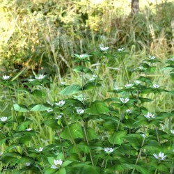 Starweed: Blending with background