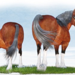 Draft-Horses