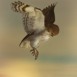 Pueo-Owl-2