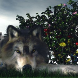 Wolf-in-the-Grass