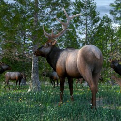 Woodland Elk