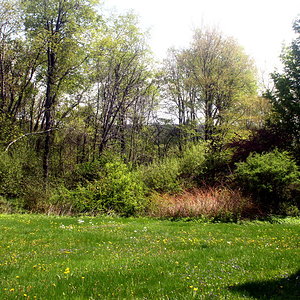 Back Field - Spring