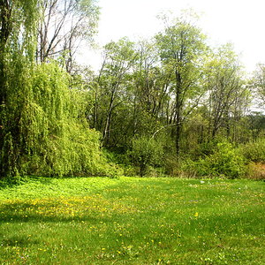Back Willow wide - Spring