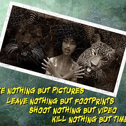 Jungle Kittehs, Part 4: Jungle Love By Banditcameraman