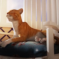 Ginger-Cat