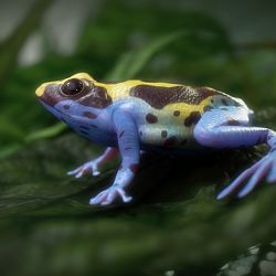 Dyeing Poison-Dart-Frog