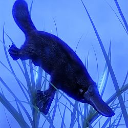 Platypus Dive