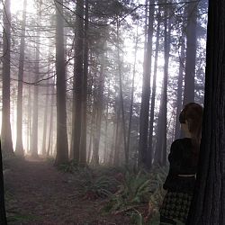 Enlightening Silence Of Forest