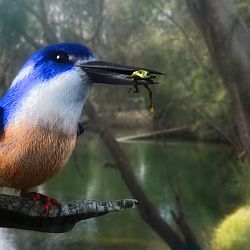 Azure Kingfisher By Stezza