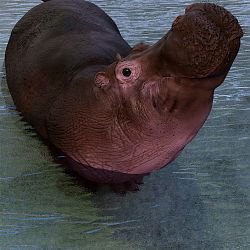 Hippo Heart