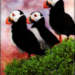 Puffins on a Cliff