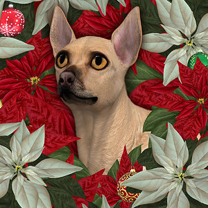 Chihuahua Christmas.jpg