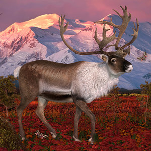 Land of the Caribou.jpg