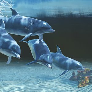 Ajua-Dolphins