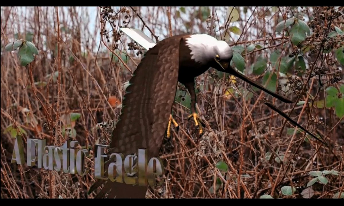 A Plastic Bald Eagle By Molly Dawg