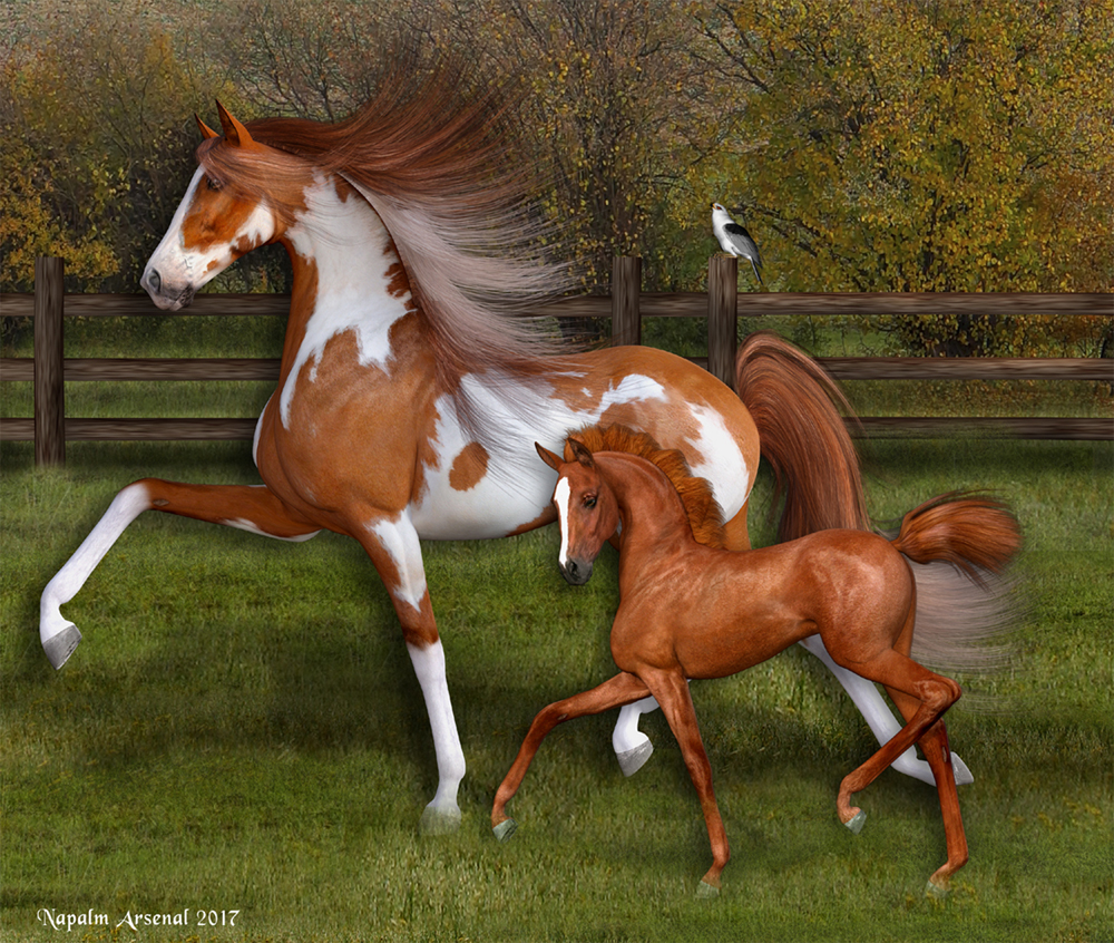 American Saddlebred