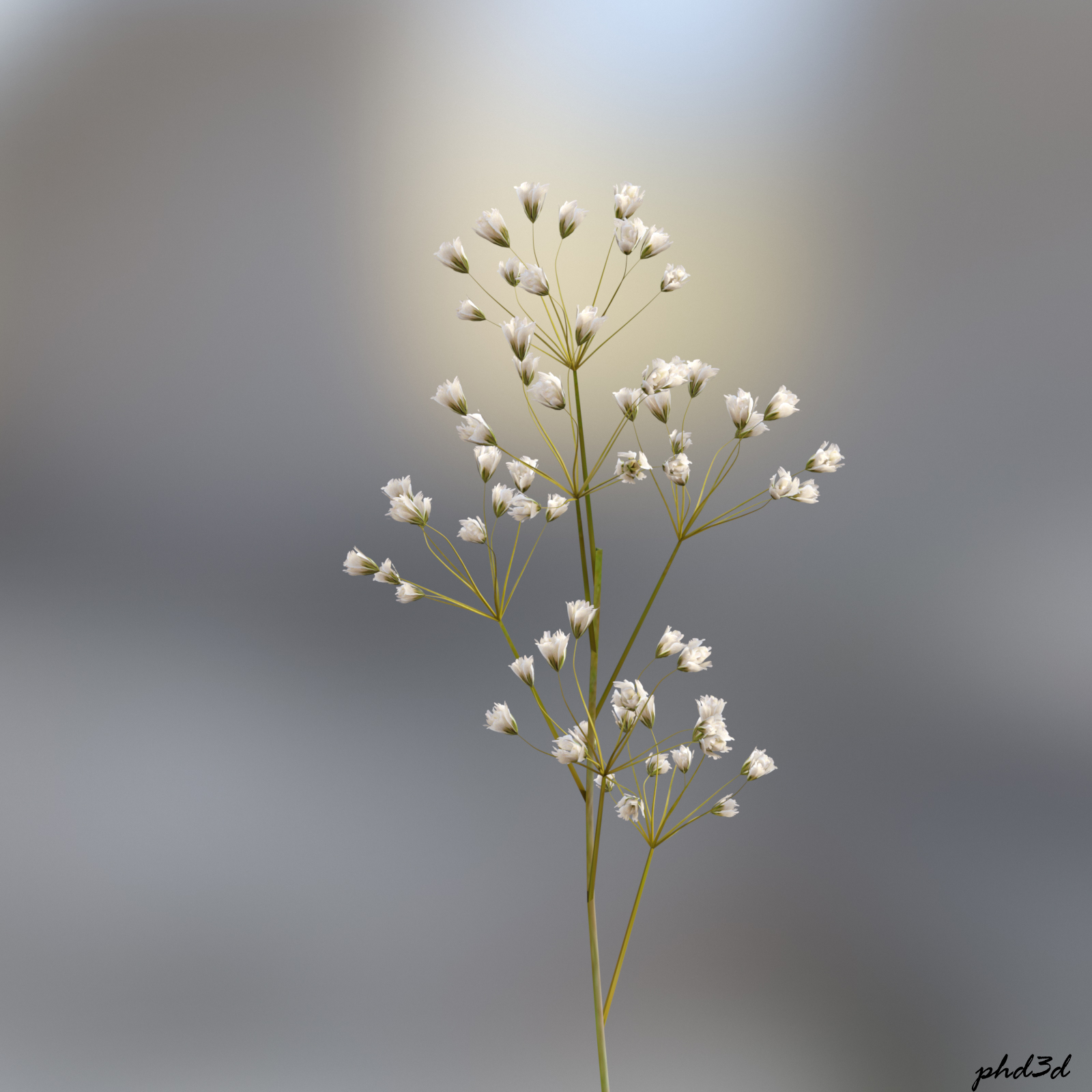 Baby's Breath