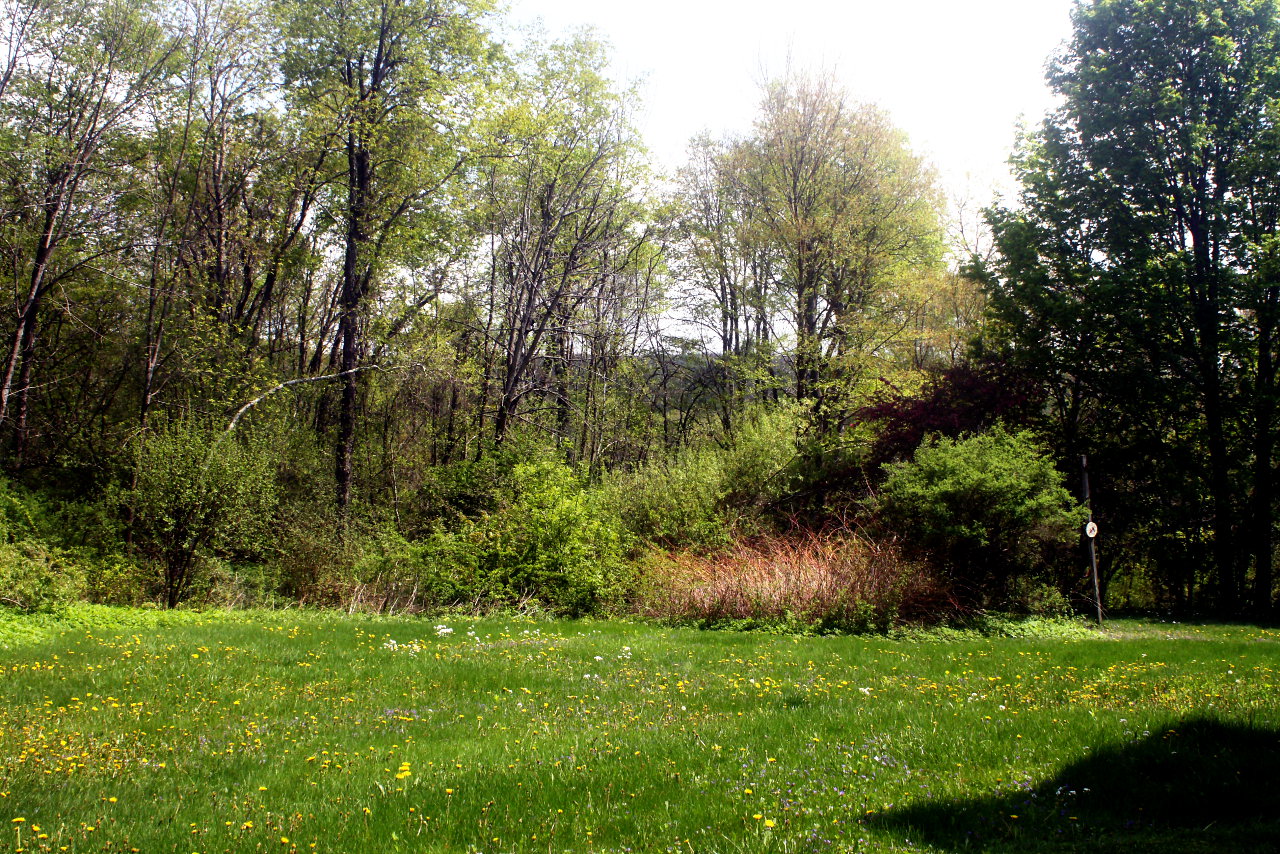 Back Field - Spring