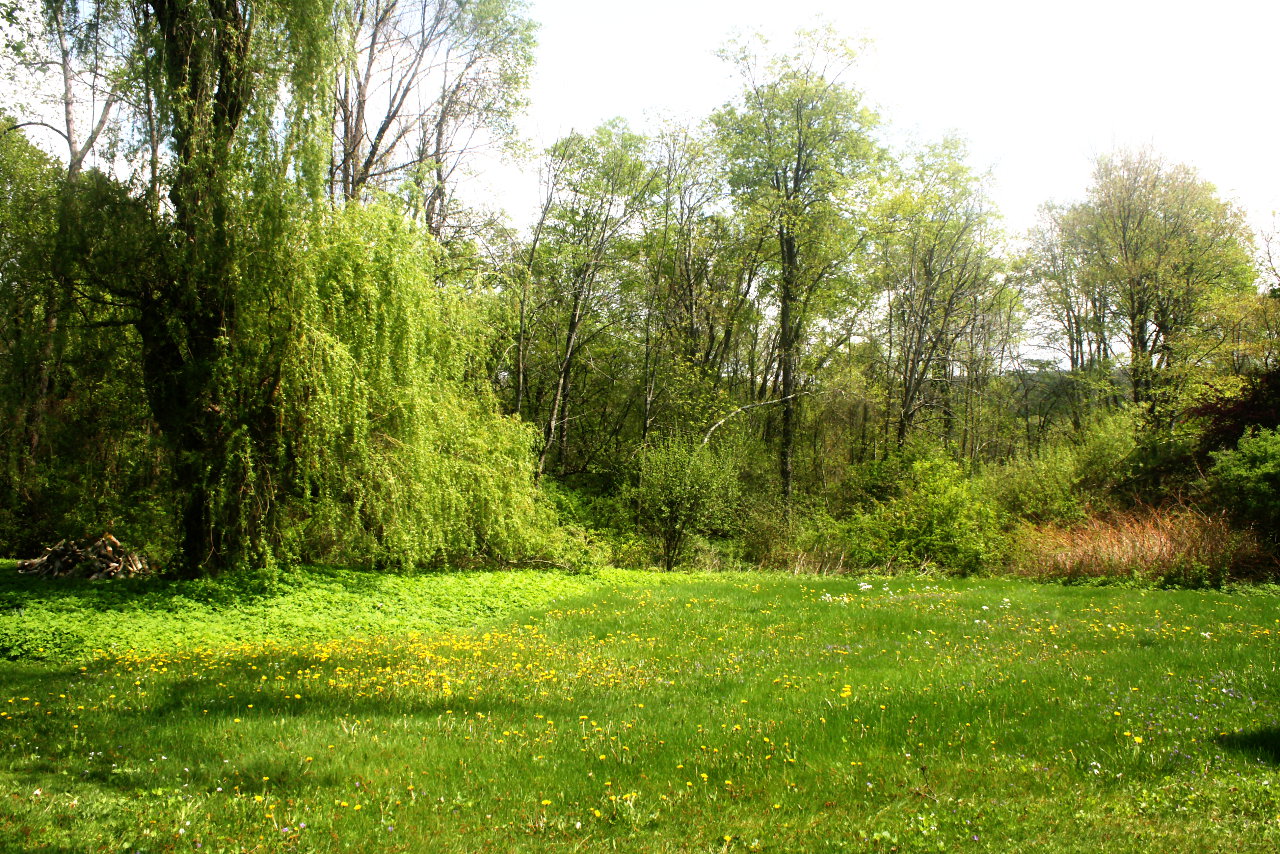Back Willow wide - Spring