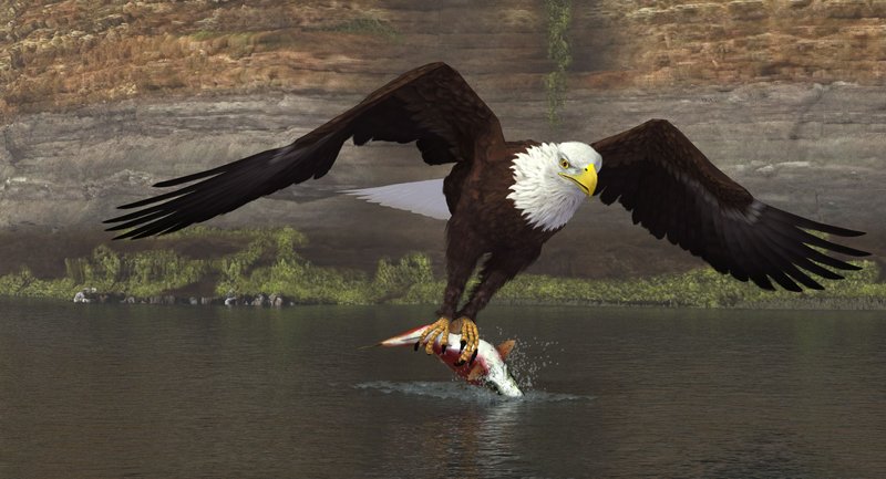 Bald Eagle By Ken Gilliland