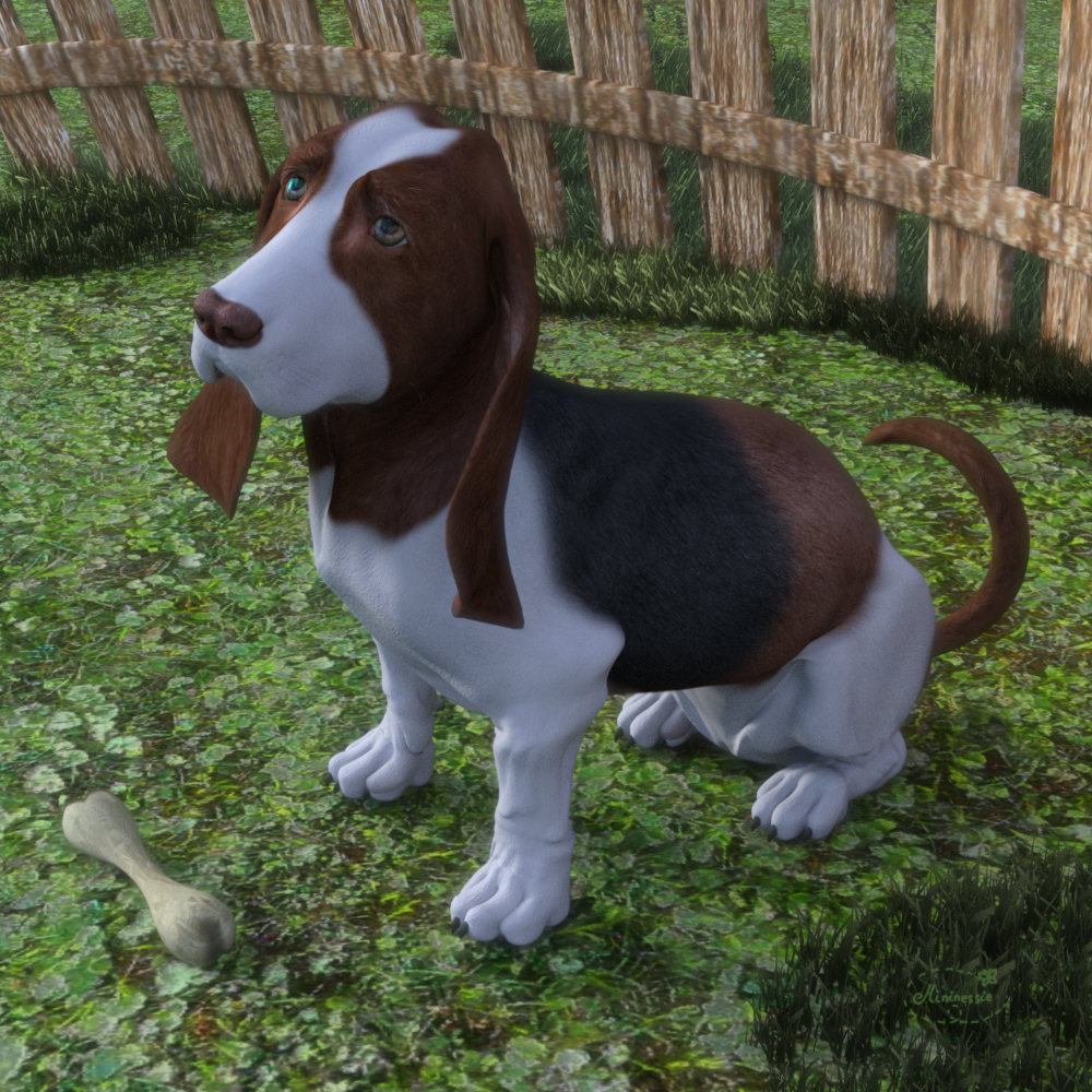 Basset hound