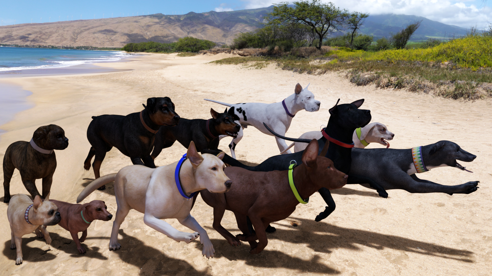 Beach Dogs