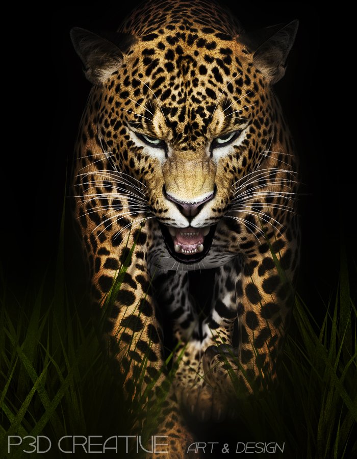 Big Cat @ Night By P3D Creative | art & Design