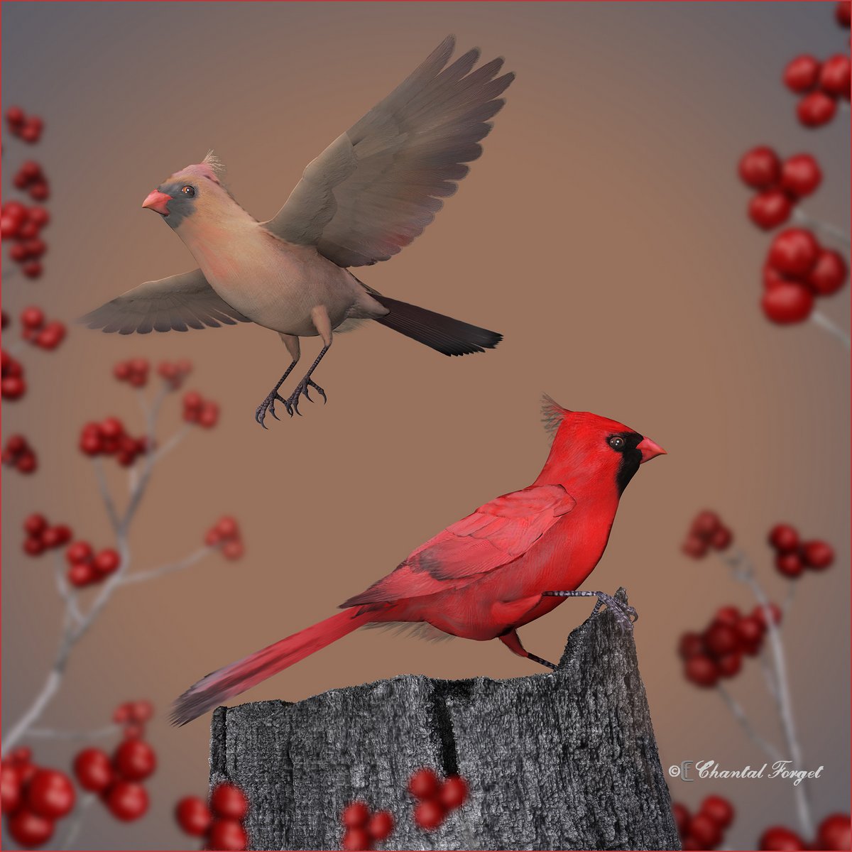 Cardinal And Berries By Chantal Forget