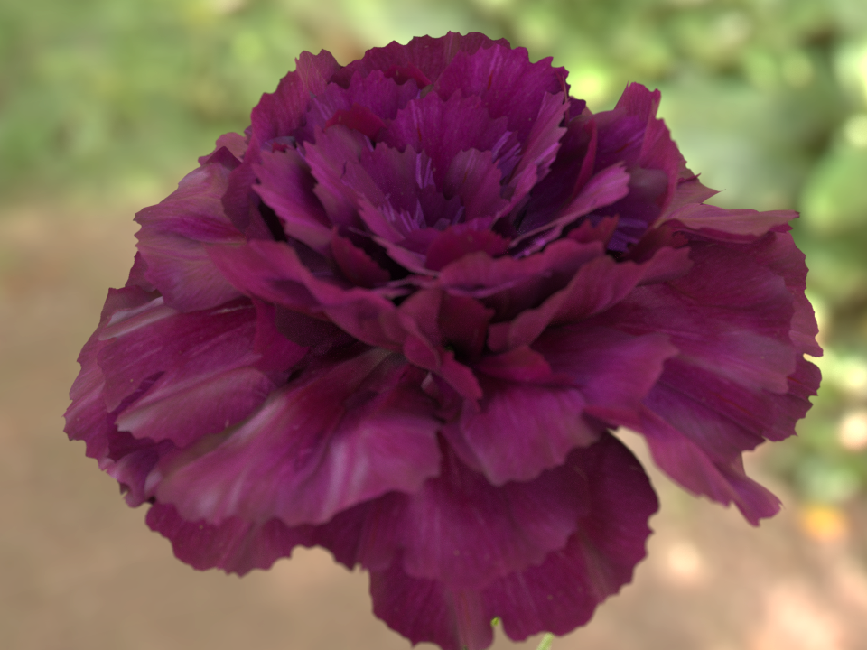 Carnation Macro