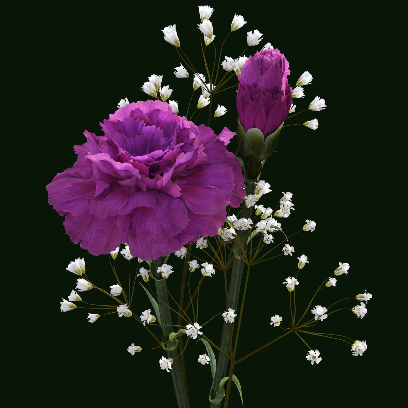 Carnation