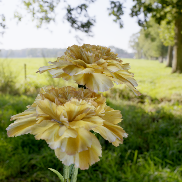 Carnations