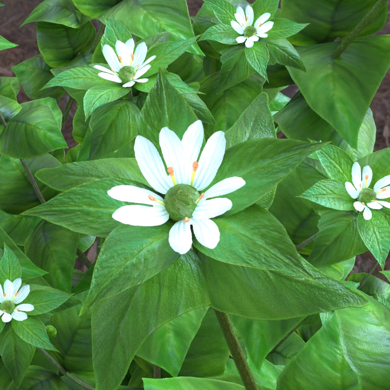 Common Starweed Closeup 2 SF WIP