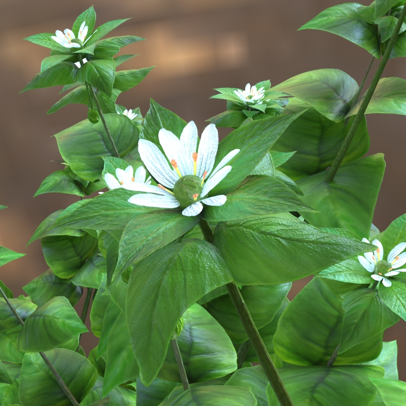 Common Starweed Closeup SF WIP