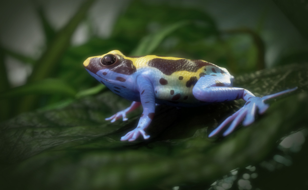 Dyeing Poison-Dart-Frog